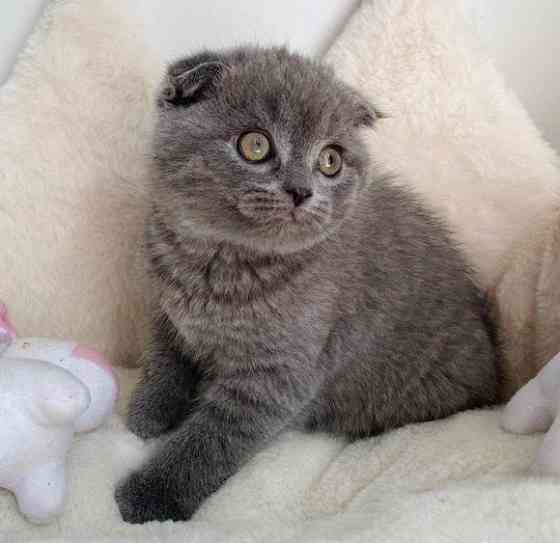 Scottish fold kittens Майнц