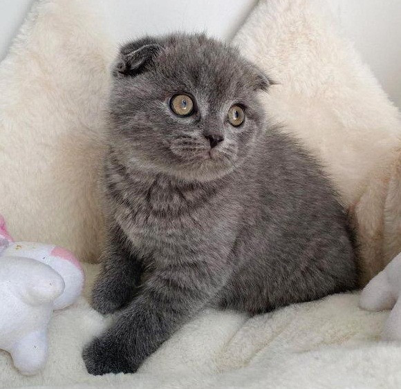 Scottish fold kittens Mainz - photo 2