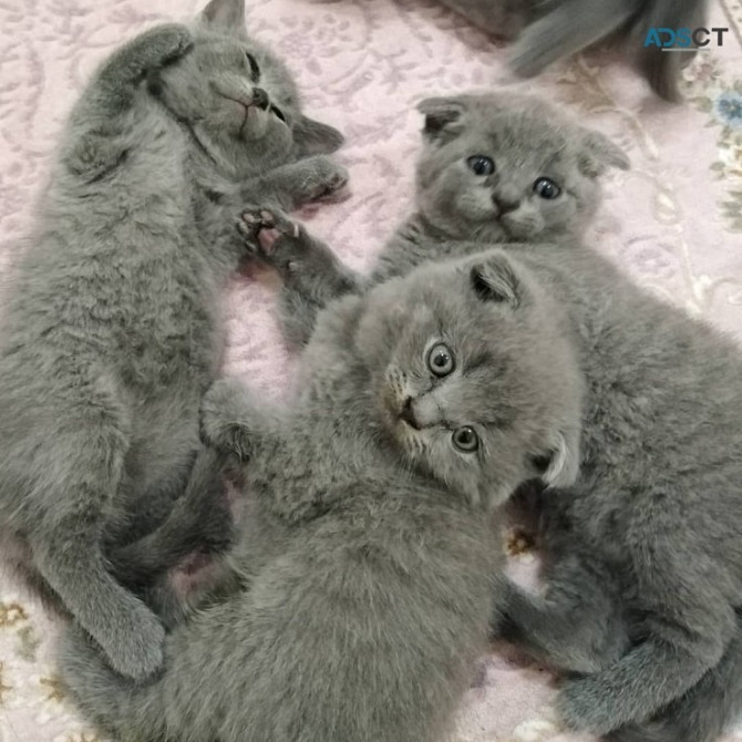 Scottish fold kittens Saarbruecken - photo 1