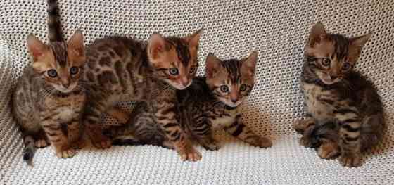 Bengal kittens Берлин