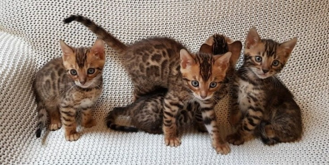 Bengal kittens Schwerin - изображение 1