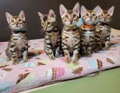 Bengal kittens Schwerin