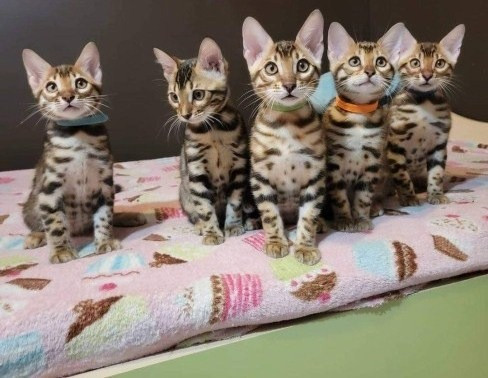 Bengal kittens Шверін - изображение 1