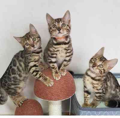 Bengal kittens Дрезден