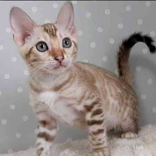 Bengal kittens Hannover