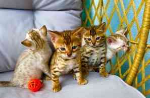 Bengal kittens Mainz