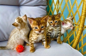 Bengal kittens Mainz - изображение 1