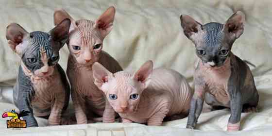 Sphynx kittens Гамбург