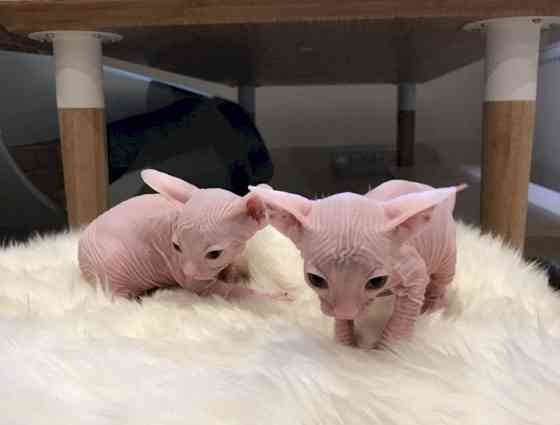 Sphynx kittens Дрезден