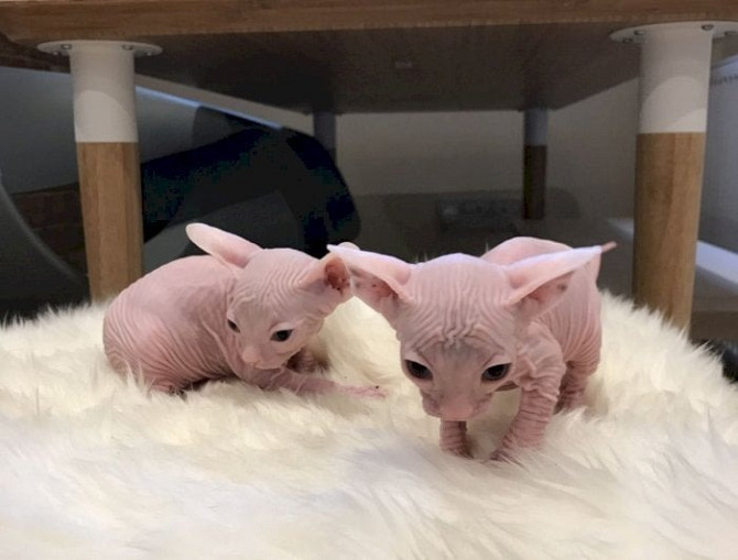 Sphynx kittens Дрезден - изображение 1