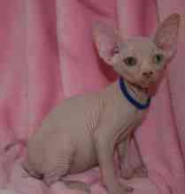 Sphynx kittens Erfurt