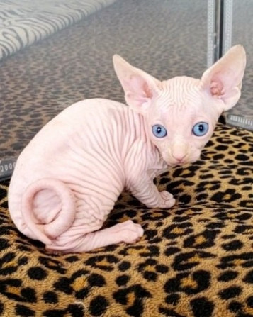 Sphynx kittens Эрфурт - изображение 1