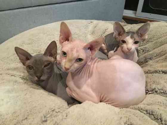 Sphynx kittens Мюнхен