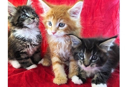 Maine coon kittens Stuttgart - photo 1