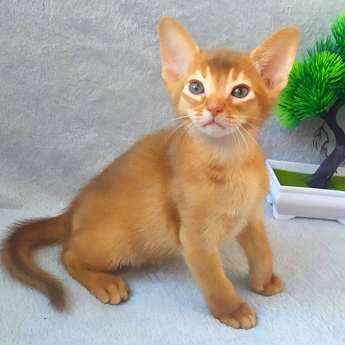 Abyssinian kittens Hamburg - photo 1