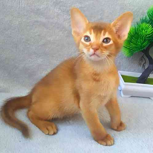 Abyssinian kittens Schwerin