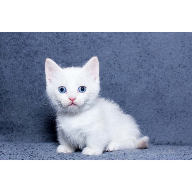 Munchkin kittens Hamburg - photo 1