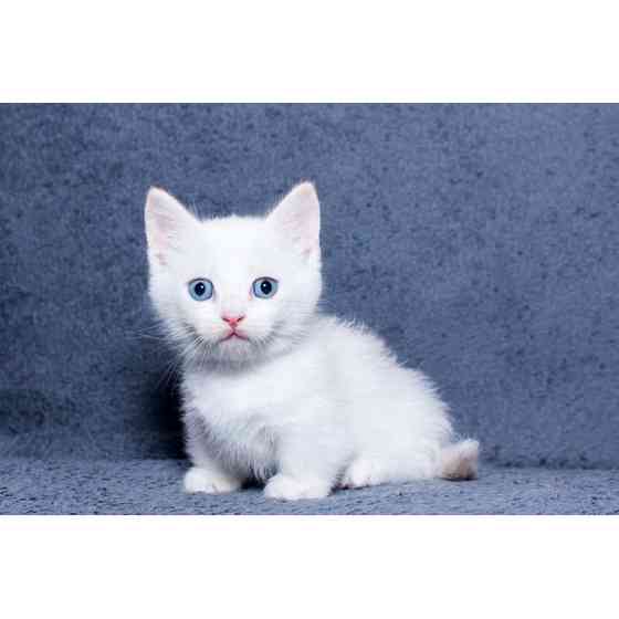 Munchkin kittens Schwerin