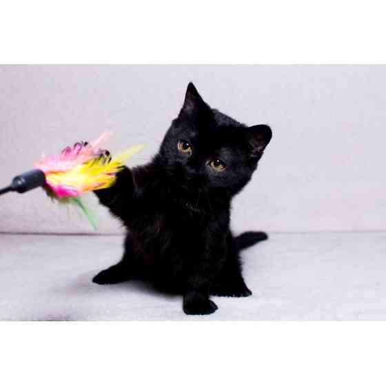 munchkin kittens Dresden