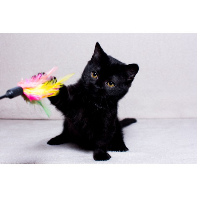 Munchkin kittens Saarbruecken - photo 1