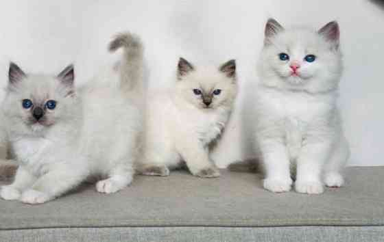 Ragdoll kittens Шверін