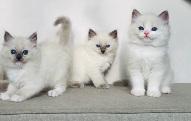 Ragdoll kittens Schwerin - photo 1