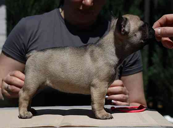 Französische Bulldoggenwelpen FCI Munich