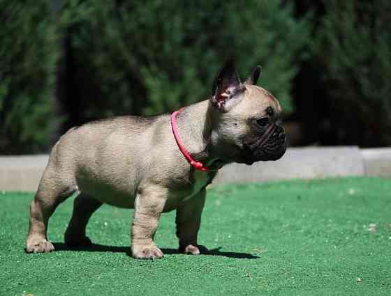 Französische Bulldoggenwelpen FCI München