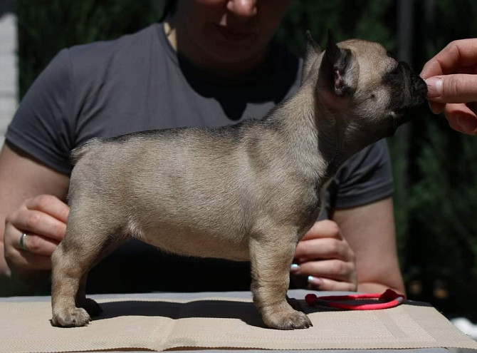 Französische Bulldoggenwelpen FCI Munich - photo 1