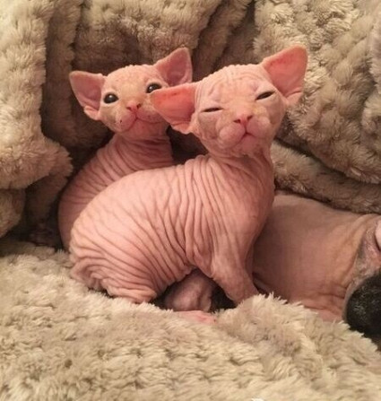 Sphynx Kätzchen zu verkaufen Вісбаден - изображение 1