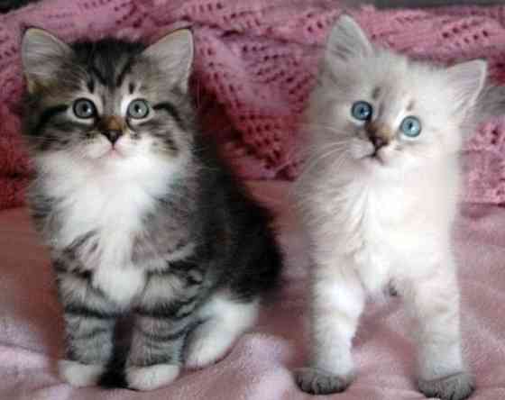 Siberian kittens Эрфурт