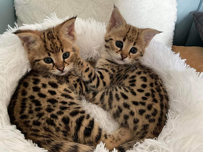 Savannah Kittens Гамбург - изображение 1