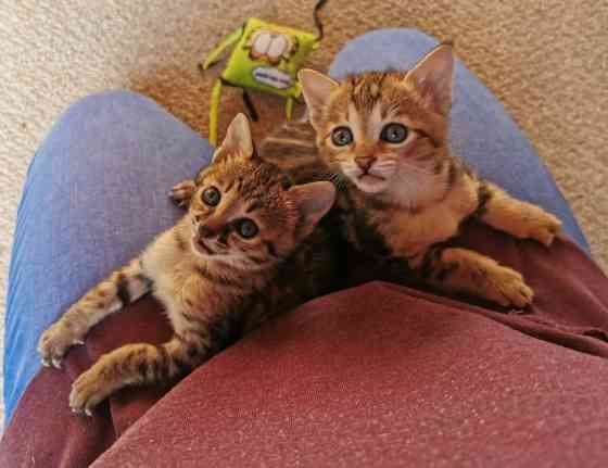 Savannah kittens Шверин