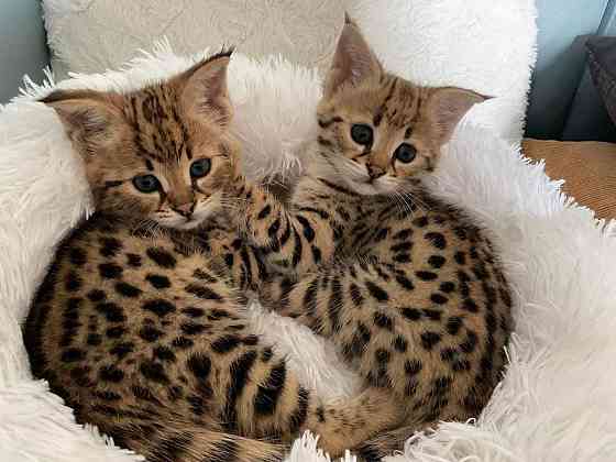 Savannah kittens Вісбаден