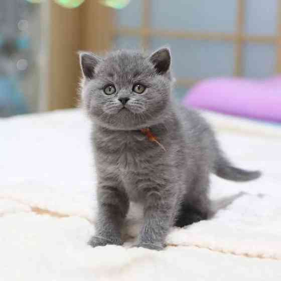 Продаются потрясающие британские короткошерстные котята Бремен