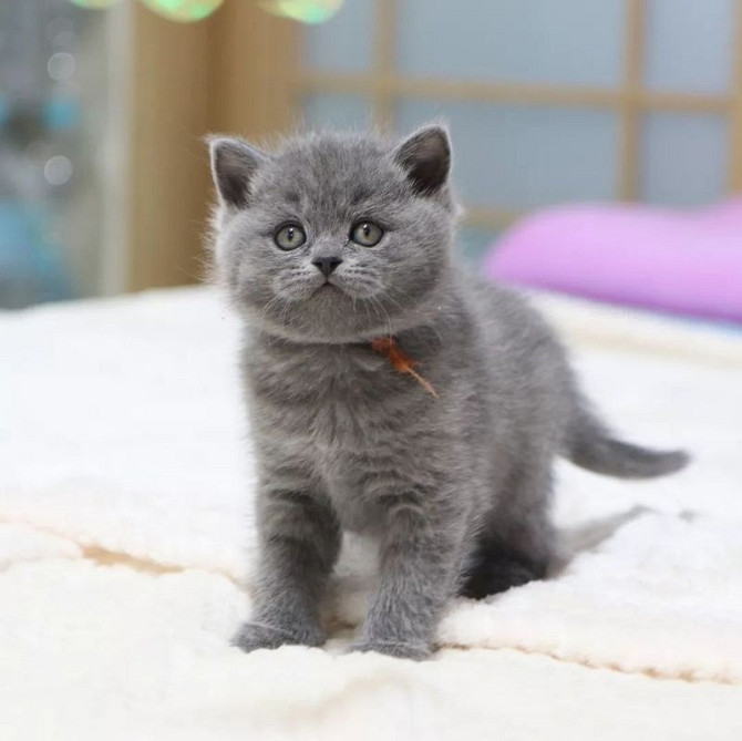 Продаются потрясающие британские короткошерстные котята Бремен - изображение 1