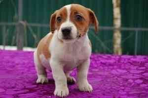 Jack Russell Terrier-Welpen verfügbar Mainz