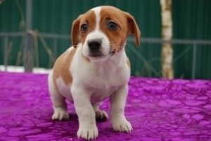 Jack Russell Terrier-Welpen verfügbar Mainz - photo 1