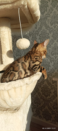 бенгальский котенок Moers - изображение 2