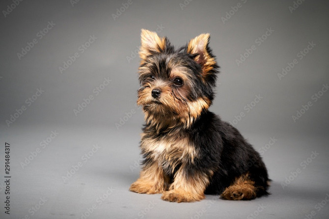 Yorkshire Terrier Brakel - photo 1