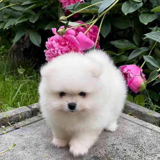 померанского шпица Штутгарт