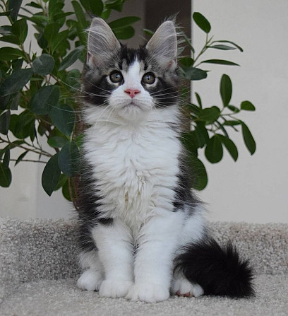 Mainecoon kitten Эрфурт - изображение 1