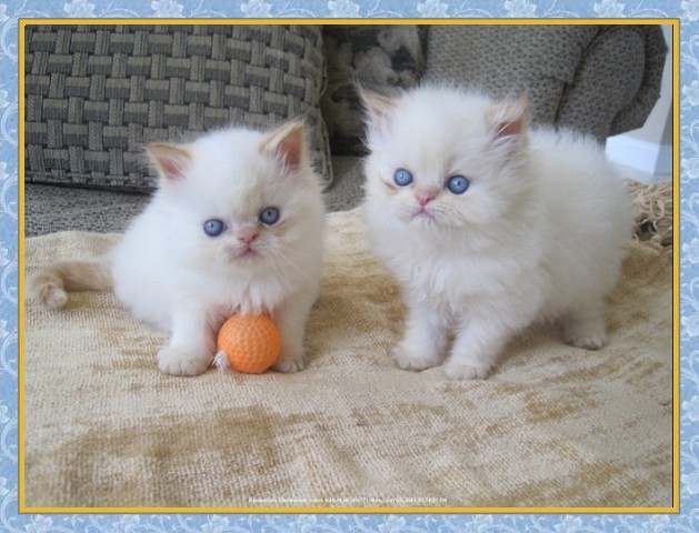 Himalayan kittens available Hamburg - photo 1