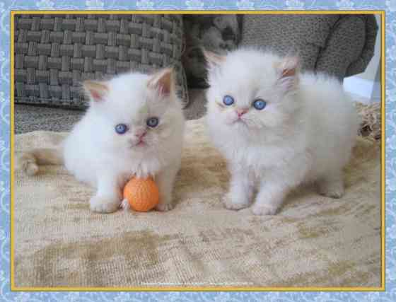 Himalayan kittens Dresden