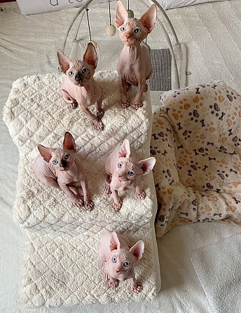 Sphynx Kätzchen zu verkaufen Erfurt - photo 1