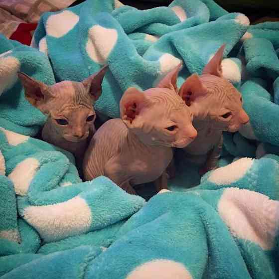 Sphynx-Kätzchen bereit für ihr neues Zuhause. Schwerin