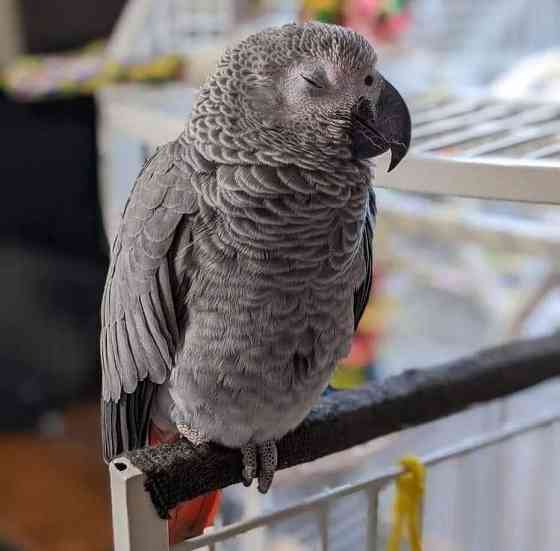 AFRICAN GREY PARROTS AND EGGS Дрезден