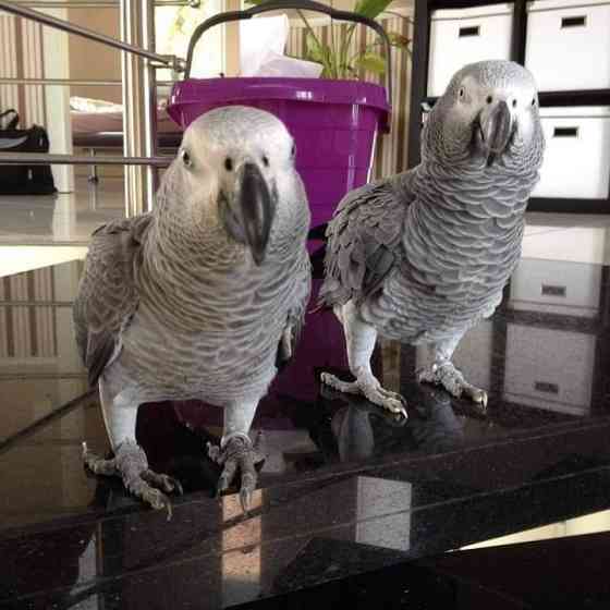 AFRICAN GREY PARROTS AND EGGS Дрезден