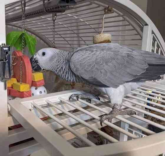 AFRICAN GREY PARROTS AND EGGS Дрезден