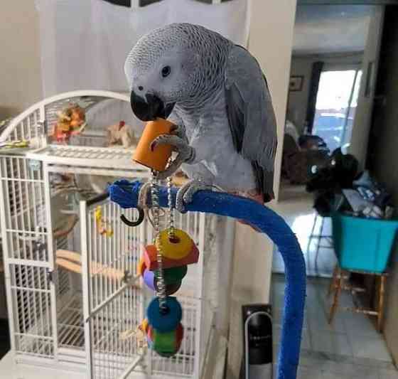 AFRICAN GREY PARROTS AND EGGS Dresden